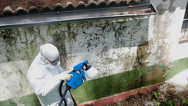 Top rated local Mold Remediation specialists in Quincy, FL